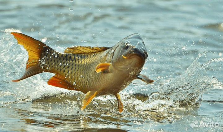 Живая рыба: Карп, Амур, Сазан,Толстолоб карась