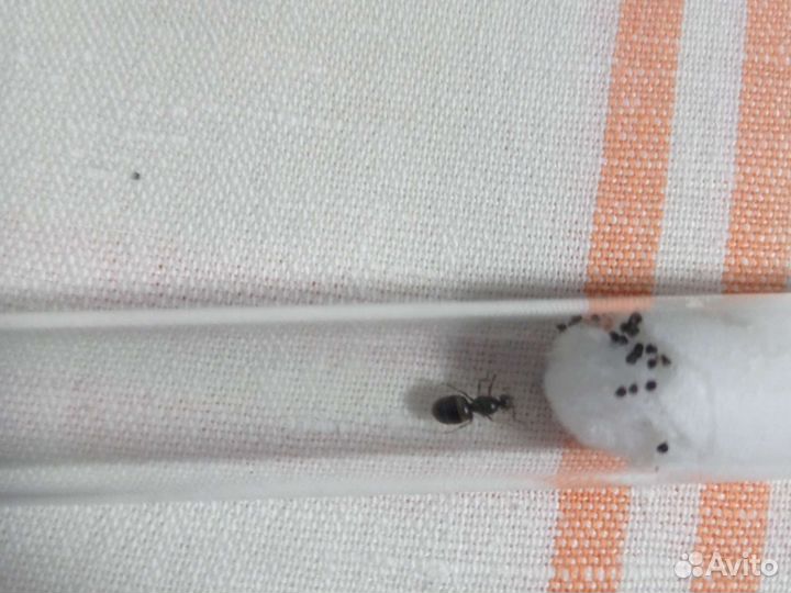 Муравьиная матка Lasius niger