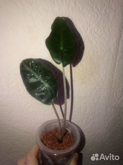 Алоказия Розовый дракон и Лукиван