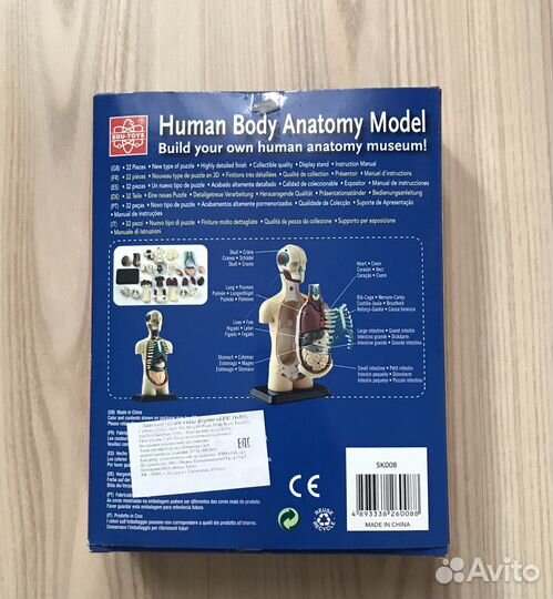 Анатомическая модель