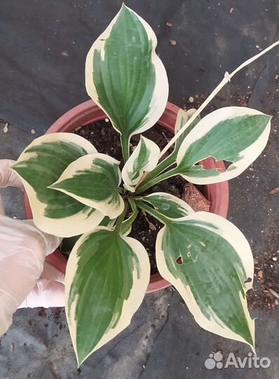 Хосты разные