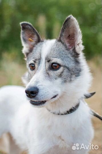 Небольшая собака из приюта в добрые руки бесплатно