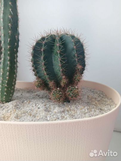 Кактусы садик