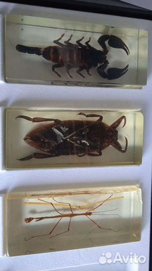 Насекомые и их знакомые