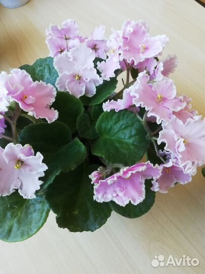 Цветущие фиалки,стартеры, детки, выбор