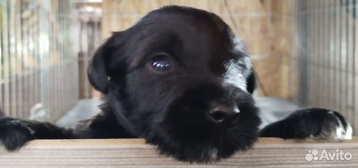 Детки большой любви