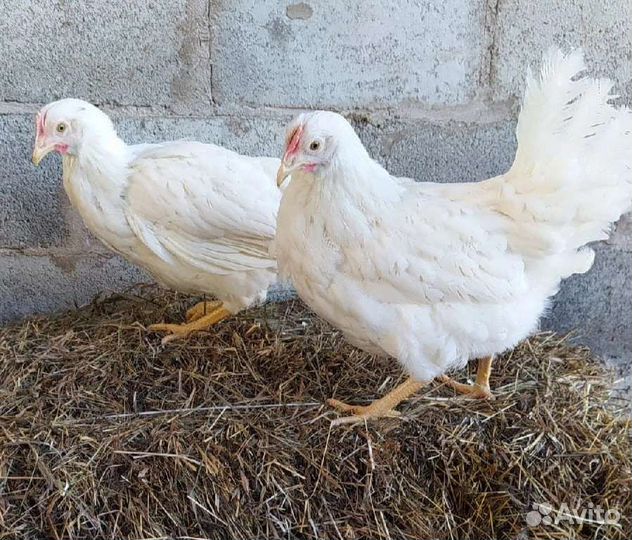 Продажа кур- молодок и кур несушек