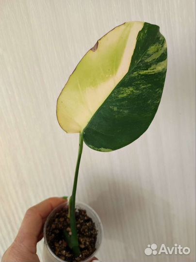 Монстера вариегатная жёлтая yellow splash