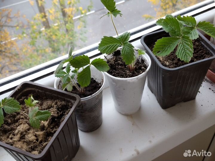 Земляника на окне