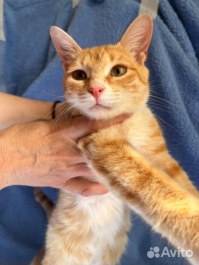 Кошки в добрые руки