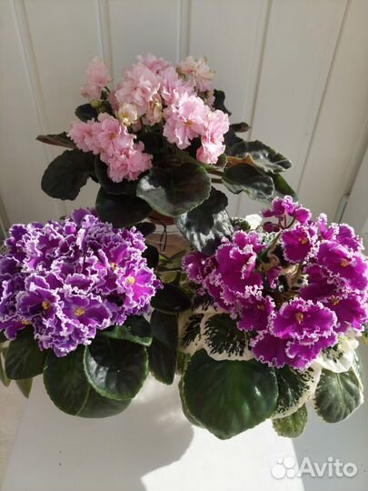 Наборы деток фиалок