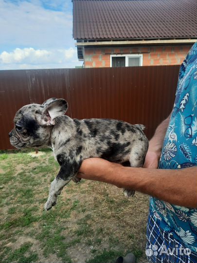 Французский бульдог