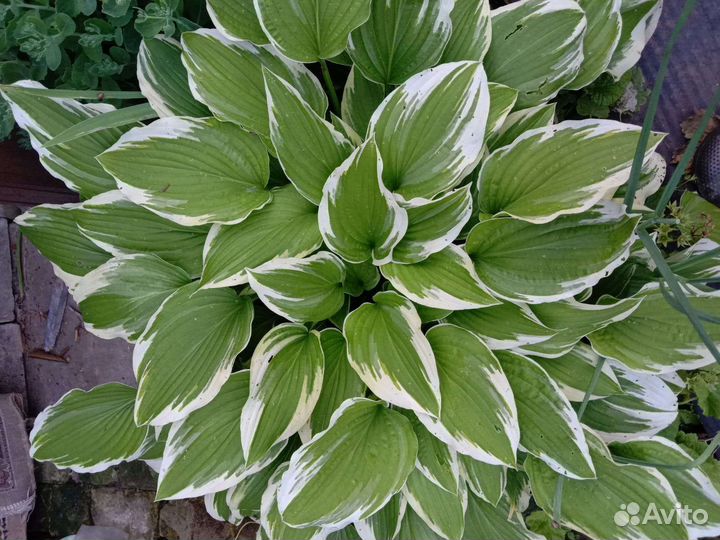 Цветы для сада многолетники