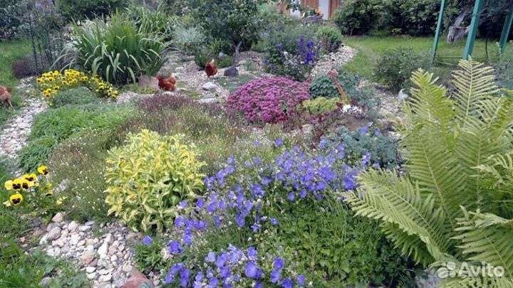 Растения для сада