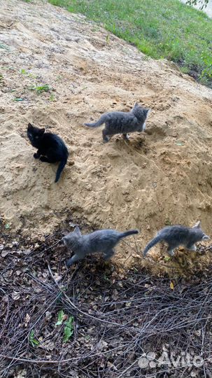 Котята в добрые руки 1,5 мес