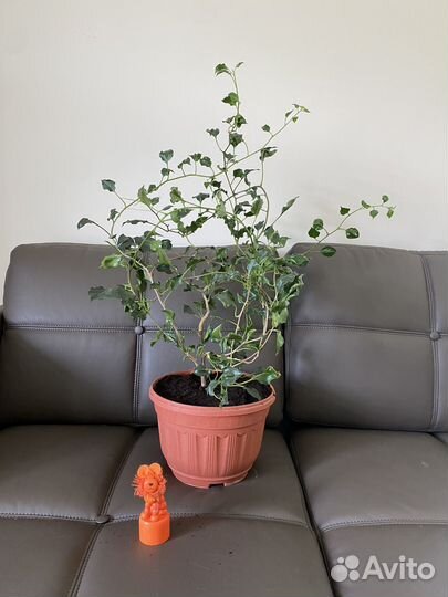 Бугенвиллия black india red