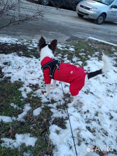 Дождевик для собак (комбинезон)