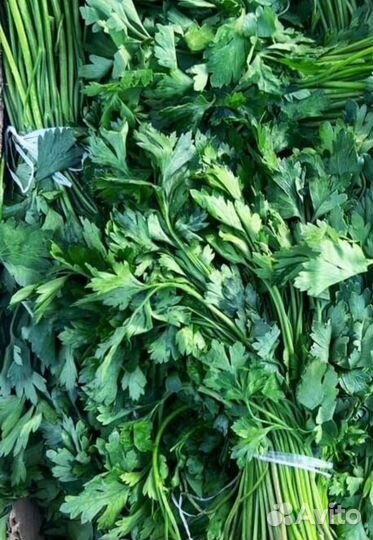 Зелень свежая.Оптом.Укроп.Петрушка.Лук зеленый