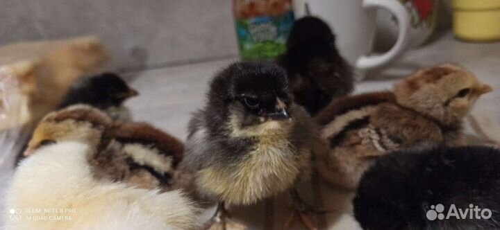 Суточные цыплята бройлера