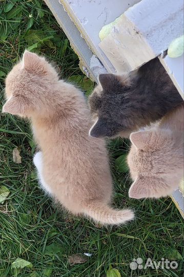 Котята 1,5 месяца в заботливую семью