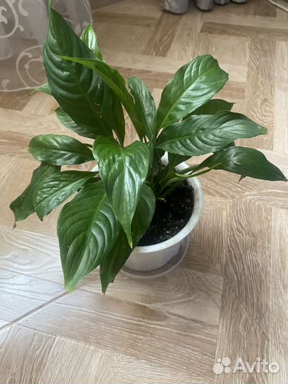 Спатифиллум