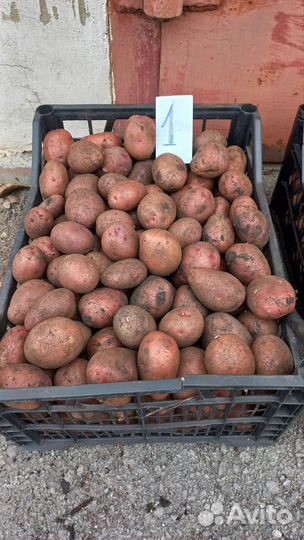 Семенной картофель