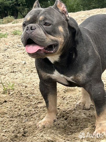 Собака для вязки