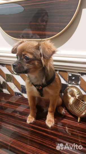 Чихуахуа мальчик