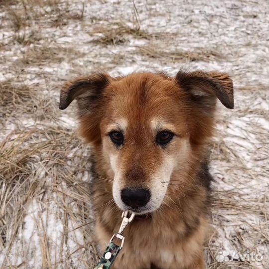 В добрые руки Герда