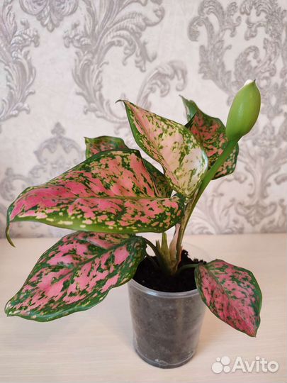 Аглаонема Spotted Star