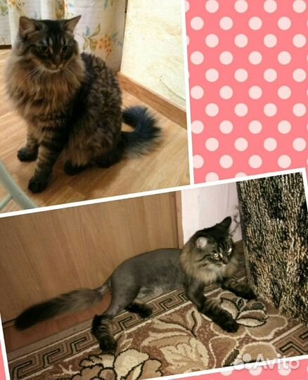 Стрижка собак, кошек, груминг, экспресс линька