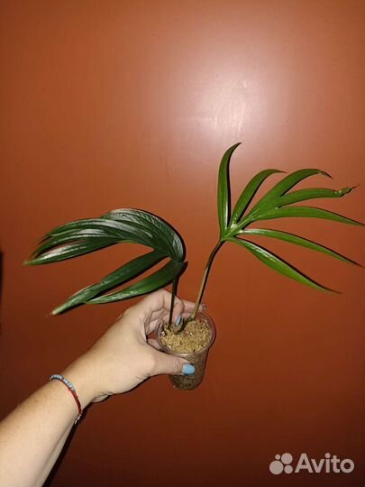 Эпипремнумы, амидриумы