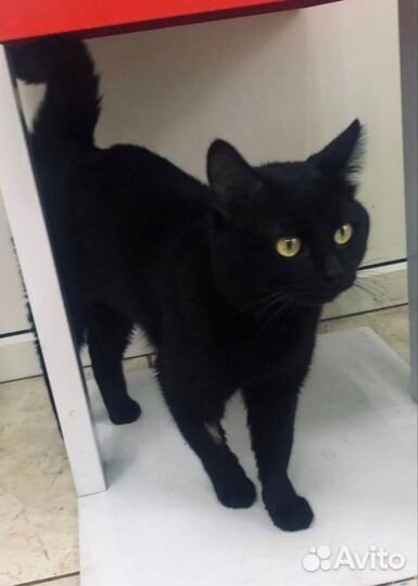 Маркиз в дар