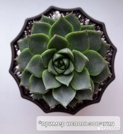 Горшок для суккулентов, кактусов, мелких растений