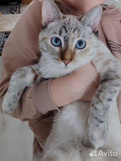 Тайская кошка бесплатно