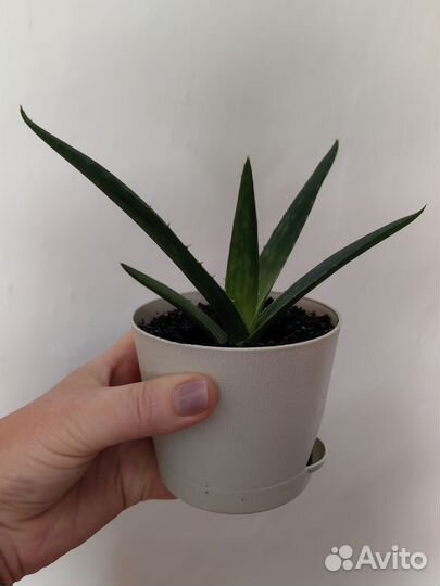 Алоэ лечебный цветок