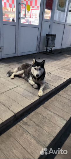 Найдена собака хаски
