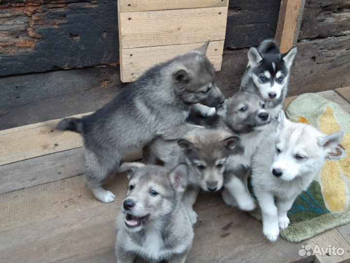 Щенки бесплатно