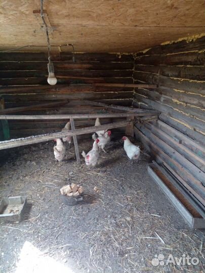 Куры несушки