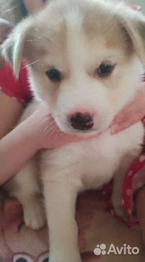 Метисы хаски