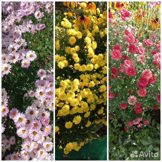 Хризонтема многолетники