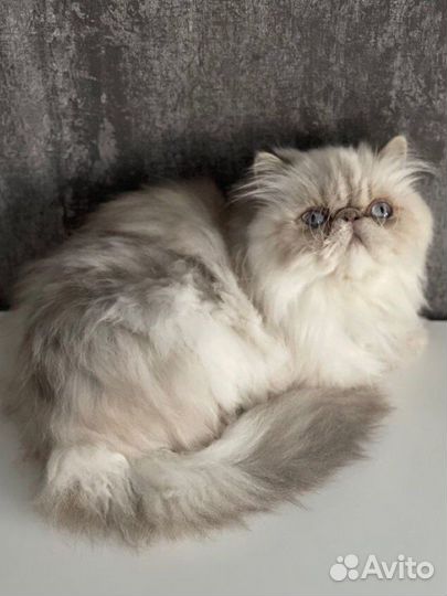 Персидская гималайская голубоглазая блю поинт