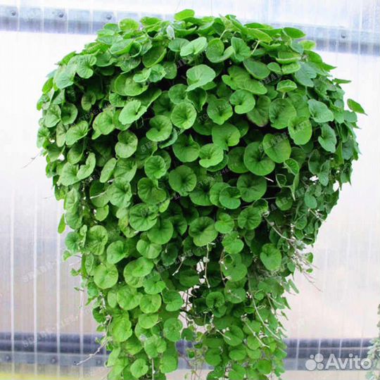 Дихондра изумрудная