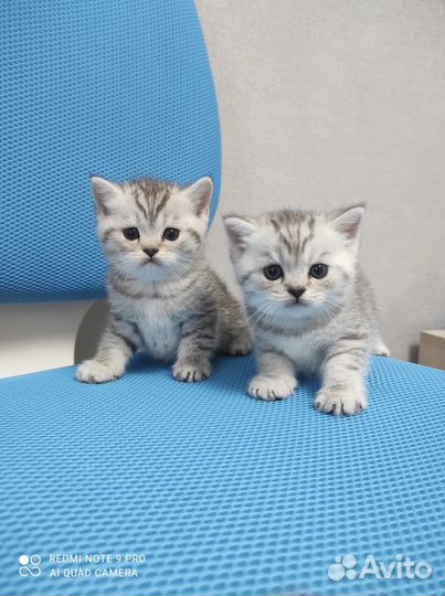 Шотландские полосатики