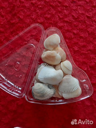 Набор ракушек для творчества