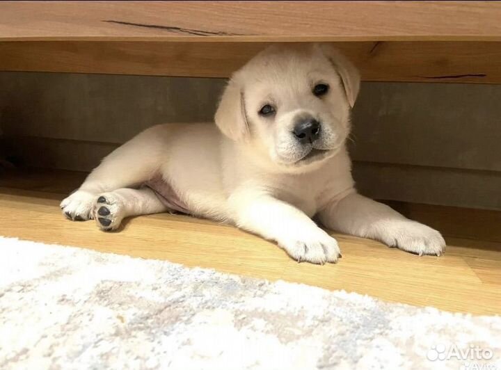 Щенки лабрадора ретривера