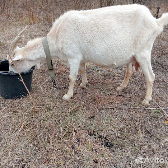 Коза дойная,козел