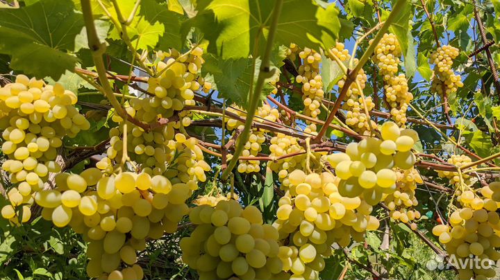 Саженцы винограда Августин
