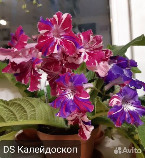 Стрептокарпусы сортовые