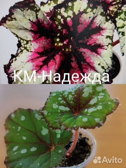 Бегонии км, часть 1